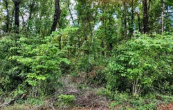 Tbd NE 155TH COURT, WILLISTON, FL 32696