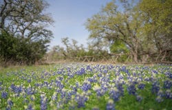 Bell Springs Rd, Dripping Springs, TX 78620