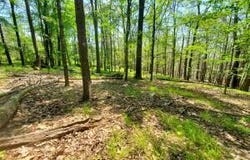 Piney Lane, Cragsmoor, NY 12420