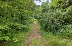 0 Hall Branch Road, Topmost, KY 41862