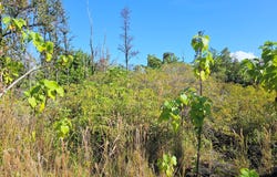 KUKANE RD, Keaau, HI 96749