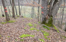 TBD Copen Rd, Copen, WV 26615