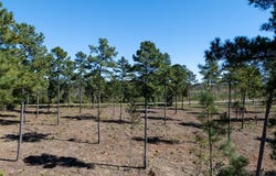 Lot 1 Christiana Highway, Lawrenceville, VA 23868