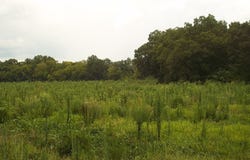 Grimsley Mill Road, Blakely, GA 39823