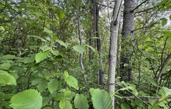 Lot 14 Summit View, Ironwood, MI 49938