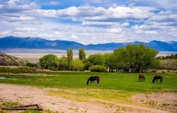 1090 Cherry Creek Road, Ely, NV 89301