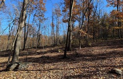 DIGGING BEAR LN, HILLSBORO, VA 20132