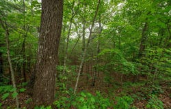 Lot 1 Mirandi Drive, Warne, NC 28909