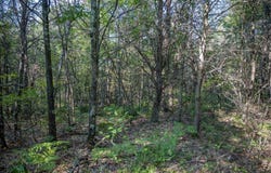Lot 4 20th Street, Necedah, WI 54646