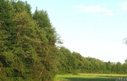 Justice Branch Road, Halifax, NC 27839