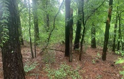 1063 Dry Creek Road, Mendenhall, MS 39114