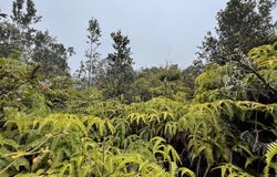 Volcano, HI 96785