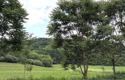 7260 CHILCOTE HOLLOW ROAD, PETERSBURG, PA 16669