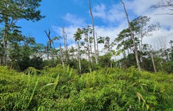 MAUI RD, Pahoa, HI 96778