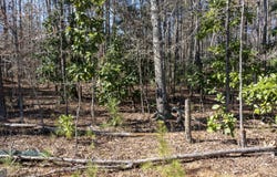 0 Roosevelt, Warm Springs, GA 31830
