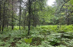 Lot 16 DADS LAKE RD, Eagle River, WI 54521