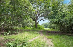 TBD CR 214 - Tract 3, Hallettsville, TX 77964