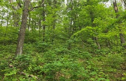 10559 20th Street, Colfax, WI 54703