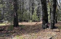 Blk D, L-21 U-1 Crater Way, McCloud, CA 96057