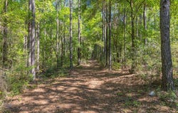 165+/- Acres Harrison Rd, Kinston, AL 36453