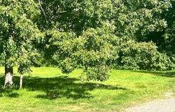 Tbd Garden Street, Walker, MN 56484