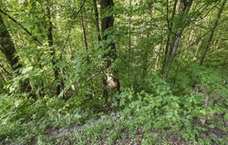 One Feather Road, Whittier, NC 28789