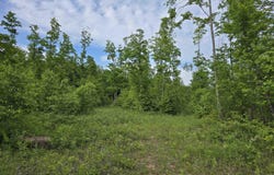 000 N Fawn Lane, Mancelona, MI 49659