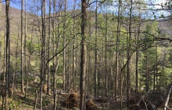 2 Lots Powell Valley Road Road, Big Stone Gap, VA 24219