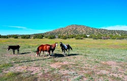 Alpine, TX 79830
