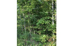 Hood Lane lot: 239, Wilder, TN 38589