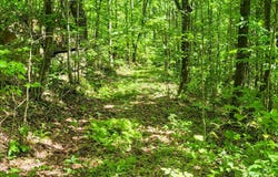 0 Buffalo Road, Oneida, TN 37841