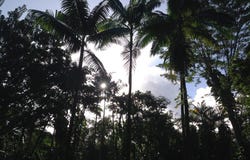 MAKO WAY, Pahoa, HI 96778