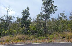 Ocean View, HI 96737