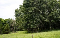 County Road 443, Cross Timbers, MO 65634