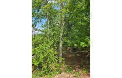 0 RIDGE VIEW LN, ELKTON, VA 22827