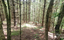 Eagle Bridge Road, Burnsville, NC 28714