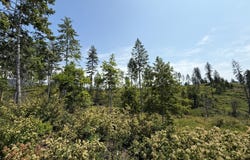 TBD ROCKABYE LN, CURLEW, WA 99118