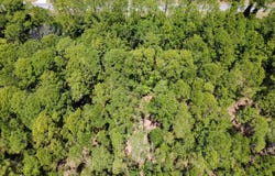 Apricot Avenue, Eustis, FL 32736