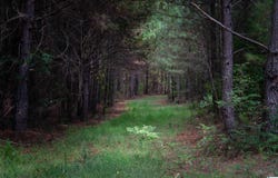 COUNTY ROAD 87 lot: 2, ROANOKE, AL 36274