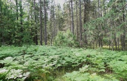 32+ac On PINE LAKE RD, Rhinelander, WI 54501