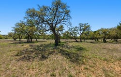 268 Kinnikinik Loop, Austin, TX 78737
