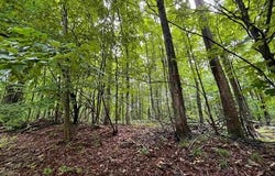 LOT 9 STACEYWOOD CIRCLE, CUSTER TWP, MI 49615