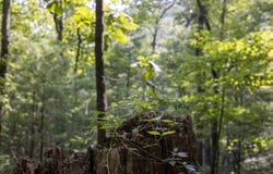 Cave Hollow Road lot: 2, Campton, KY 41301