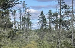 SWAMP ROAD, Tomahawk, WI 54487