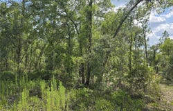 NE 121ST Avenue, WILLISTON, FL 32696