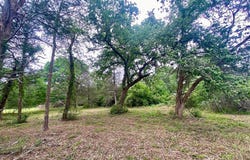 Lot 1 CR 137, Caldwell, TX 77836