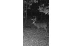 114 Acres Styles Road, Noel, MO 64854