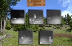 NHN Bugler Trail, Kila, MT 59920