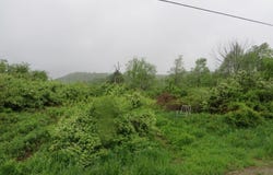 N/A Whiskey Run & Elk Grove  Road, Muncy Valley, PA 17758