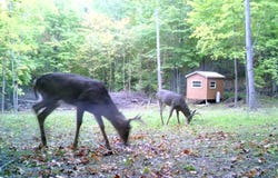 2700 Bucky Moose Trail, Curran, MI 48728